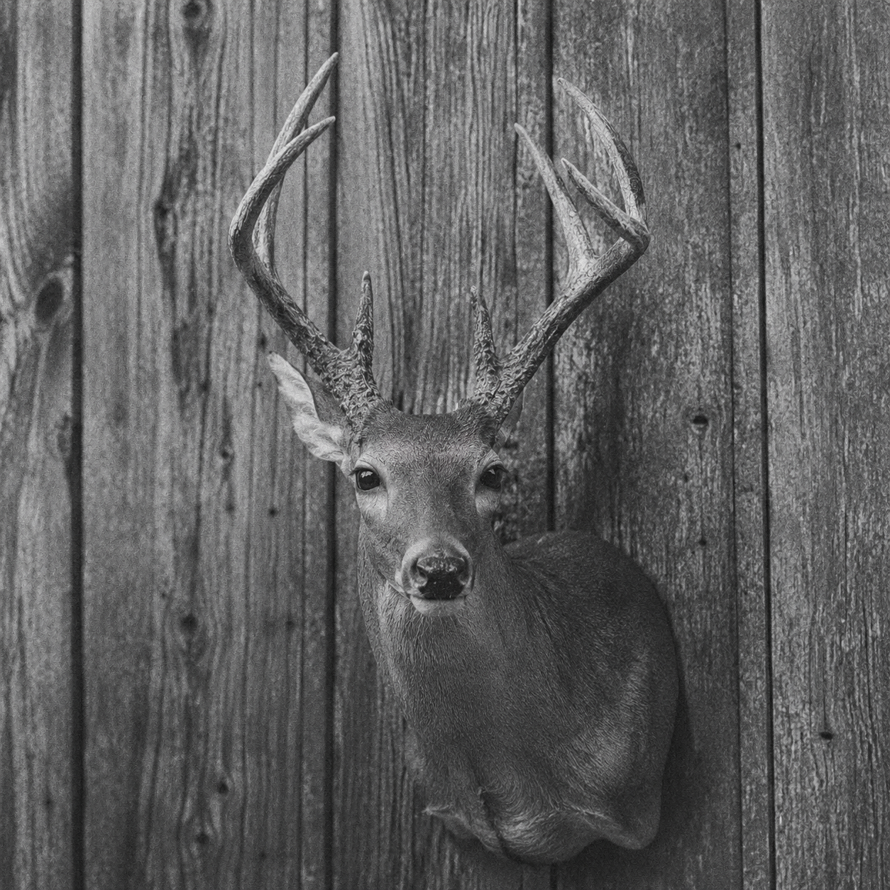 Mears Whitetail Forms